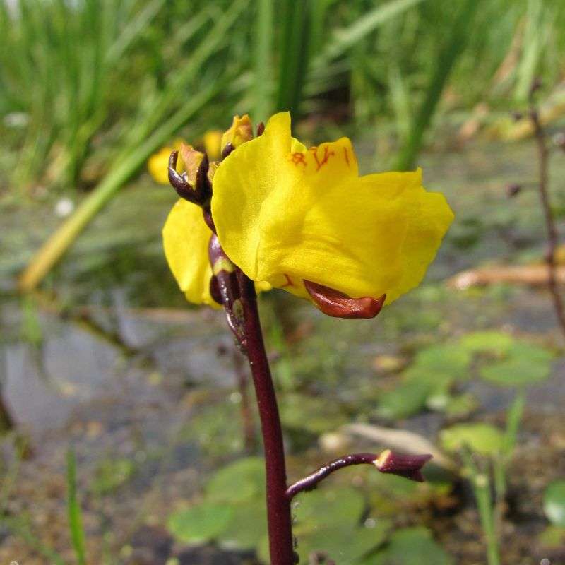 Gewöhnlicher Wasserschlauch (Utricularia vulgaris), Jörg Chmill/NABU-naturgucker.de Gewöhnlicher Wasserschlauch (Utricularia vulgaris), Jörg Chmill/NABU-naturgucker.de