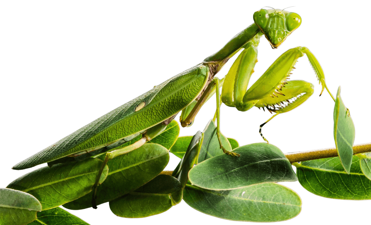 Gottesanbeterin (Mantis religiosa), freigestellt, (c) josch13/Pixabay