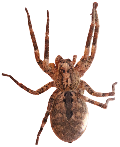 Nosferatu-Spinne (Zoropsis spinimana), freigestellt, (c) Hermann Klee/naturgucker.de