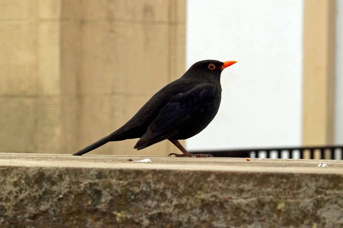 Männliche Amsel (Turdus merula), (c) Gaby Schulemann-Maier/naturgucker.de
