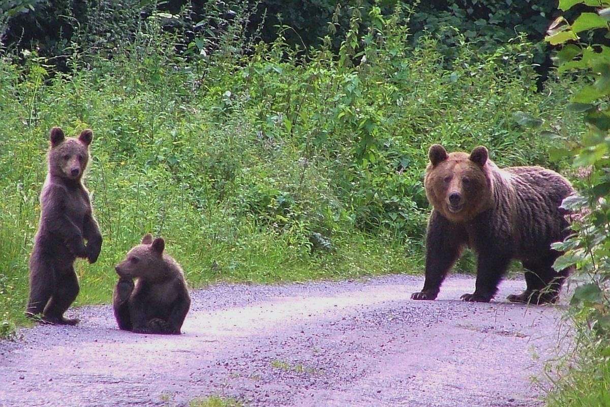 Begegnung mit einer Braunbären-Familie (Ursus arctos), (c) Vlado Trulík Begegnung mit einer Braunbären-Familie (Ursus arctos), (c) Vlado Trulík