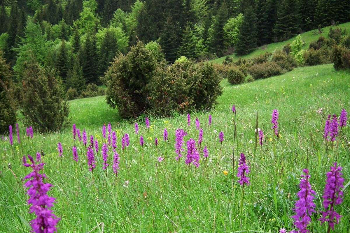 Bergwiese mit Knabenkraut (Anacamptis sp.), (c) Vlado Trulík Bergwiese mit Knabenkraut (Anacamptis sp.), (c) Vlado Trulík