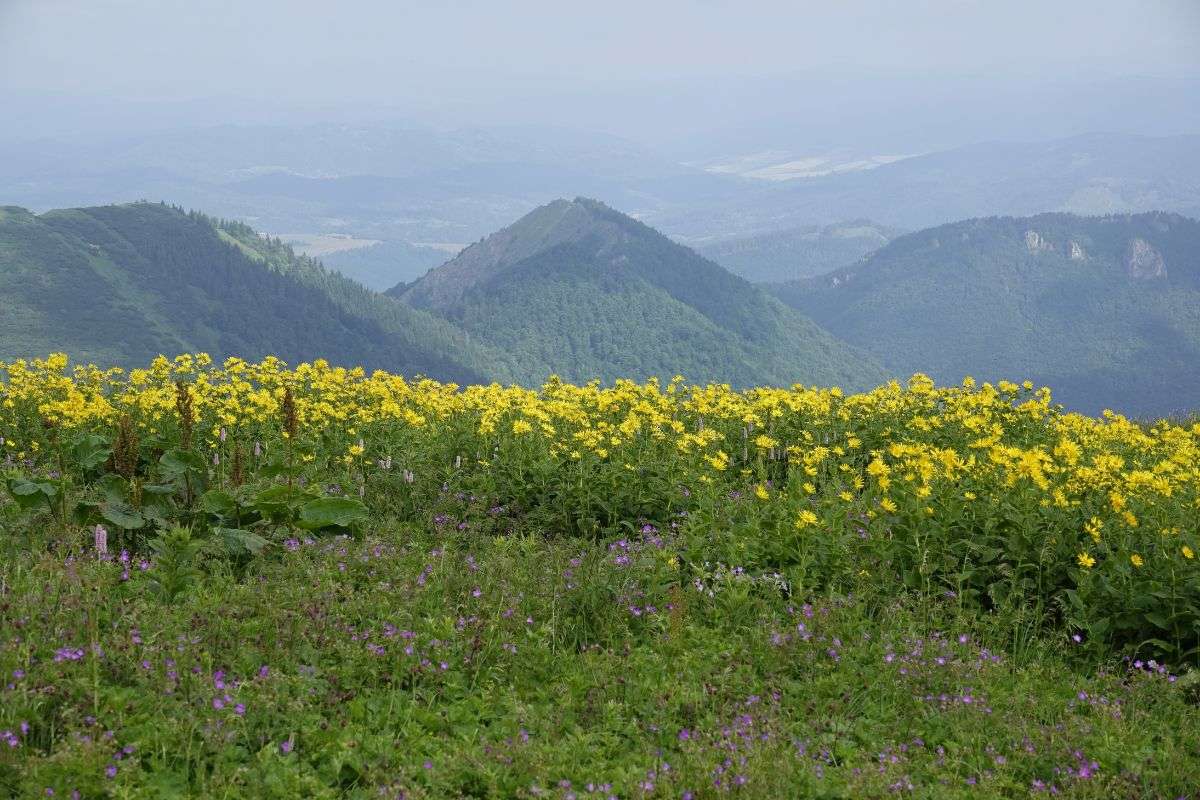 Bergwiese mit Österreichischer Gemswurz (Doronicum austriacum), (c) Vlado Trulík