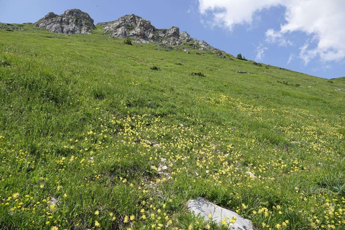 Bergwiese unter dem Chleb, (c) Vlado Trulík Bergwiese unter dem Chleb, (c) Vlado Trulík