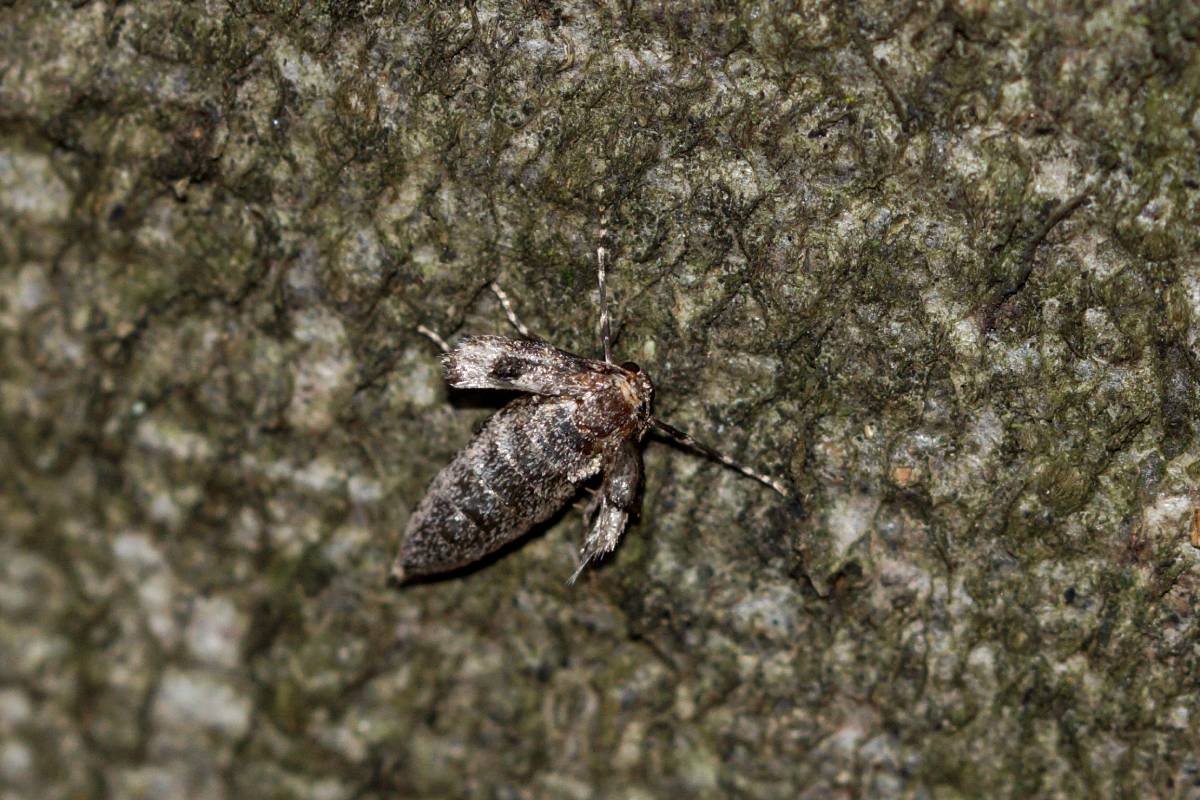 Weiblicher Buchen-Frostspanner (Operophtera fagata), (c) Gaby Schulemann-Maier/naturgucker.de