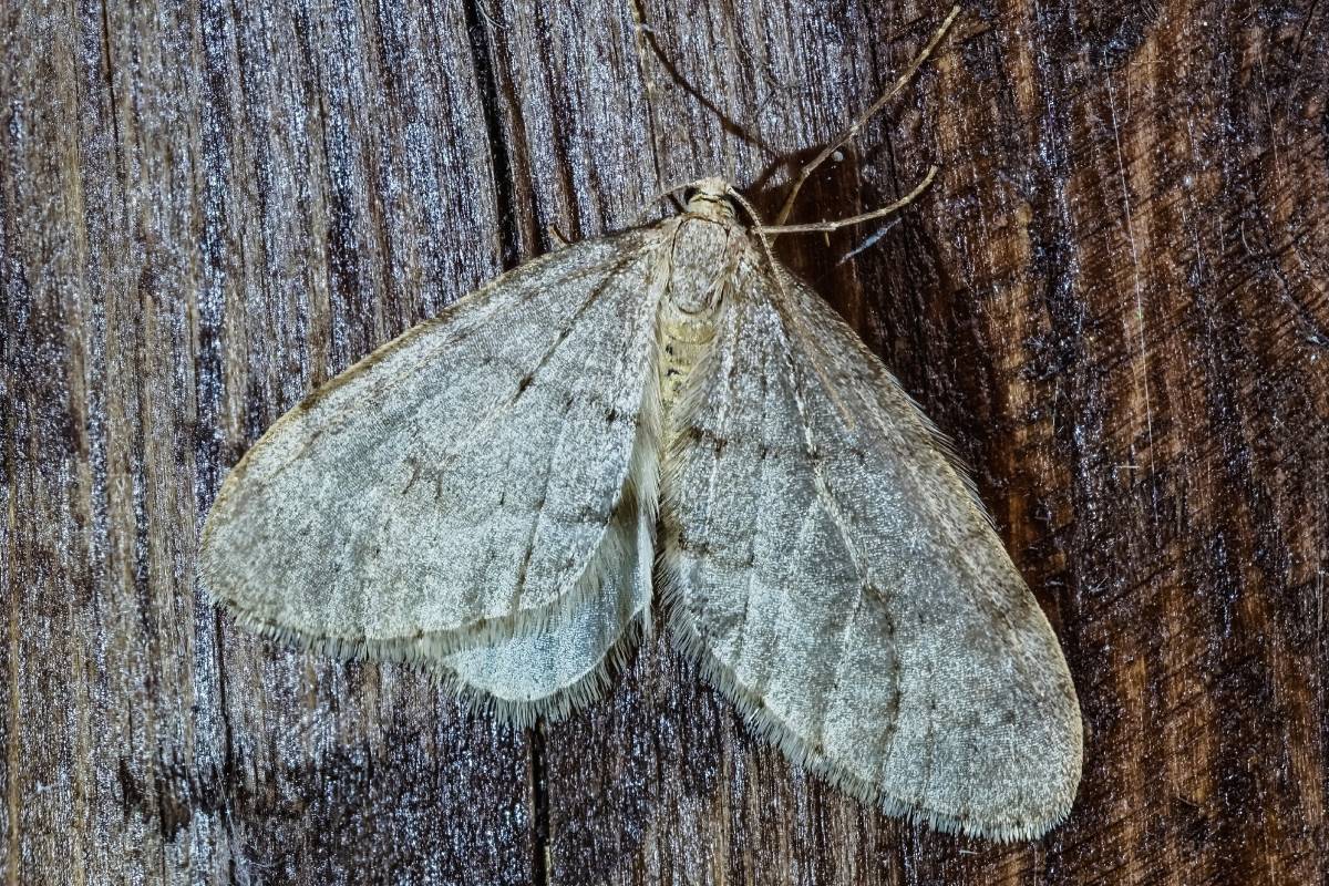 Männlicher Buchen-Frostspanner (Operophtera fagata), (c) Istvan und Sabine Palfi/naturgucker.de