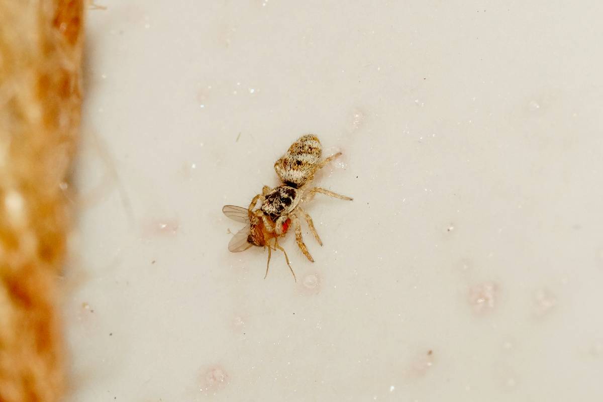 Springspinne, die eine Fruchtfliege erbeutet hat, (c) Gaby Schulemann-Maier/naturgucker.de