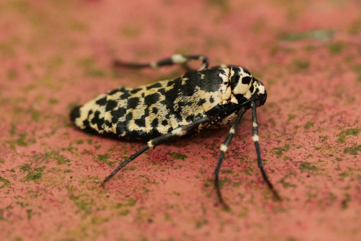 Weiblicher Großer Frostspanner (Erannis defoliaria), (c) Stephanie Krollmann/naturgucker.de