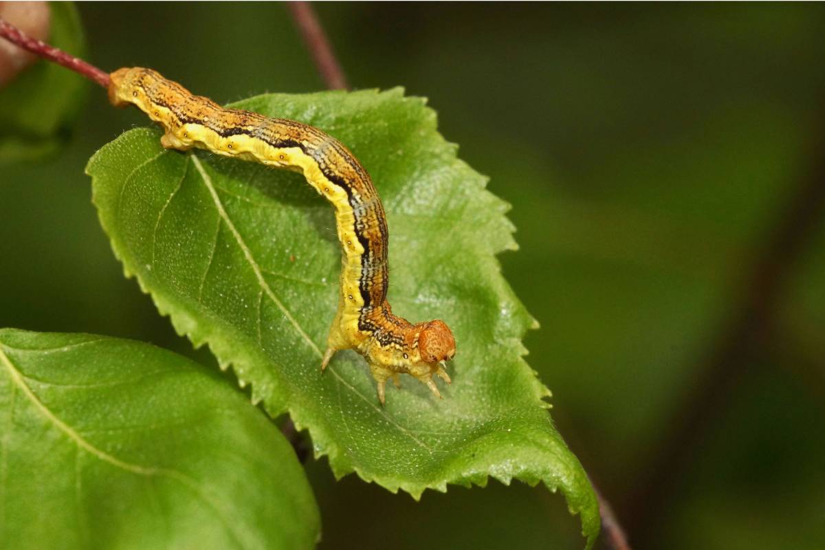 Großer Frostspanner (Erannis defoliaria), Raupe, (c) Gaby Schulemann-Maier/naturgucker.de