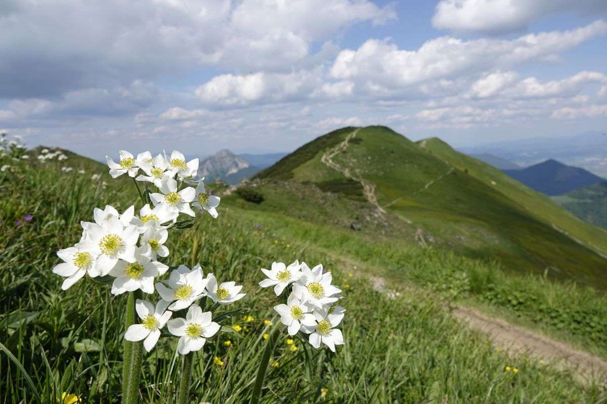 Hauptgrad der Malá Fatra mit Narzissenblütigem Windröschen (Anemonastrum narcissiflorum), (c) Vlado Trulík Hauptgrad der Malá Fatra mit Narzissenblütigem Windröschen (Anemonastrum narcissiflorum), (c) Vlado Trulík