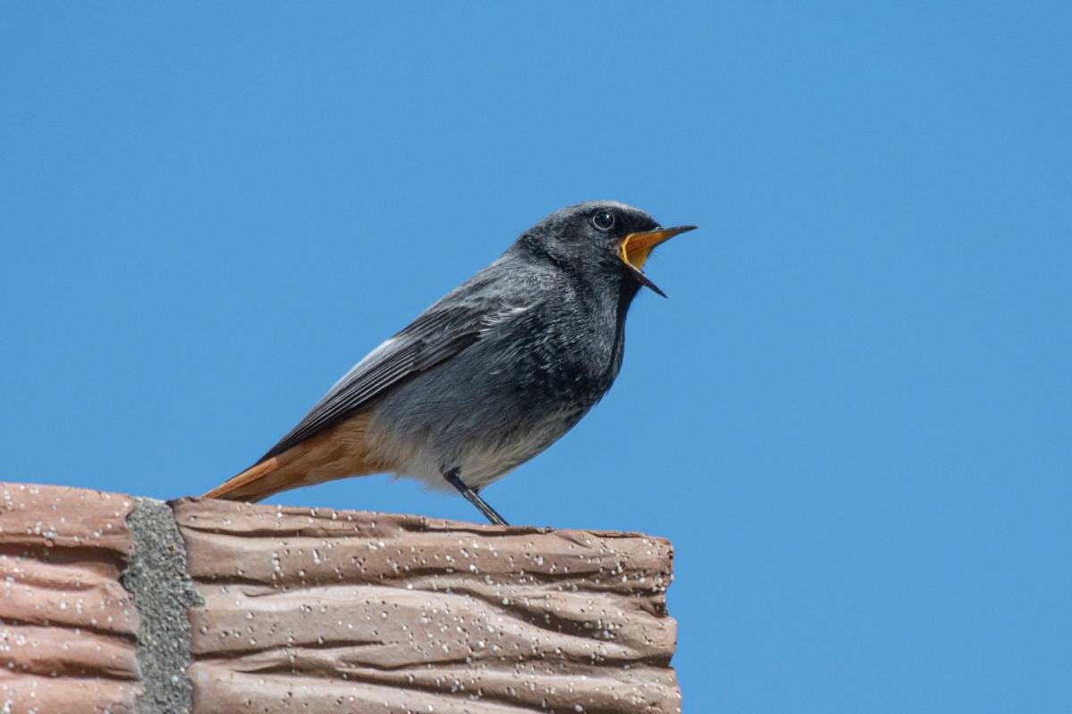 Männlicher Hausrotschwanz (Phoenicurus ochruros), (c) Ulrich Sach/naturgucker.de