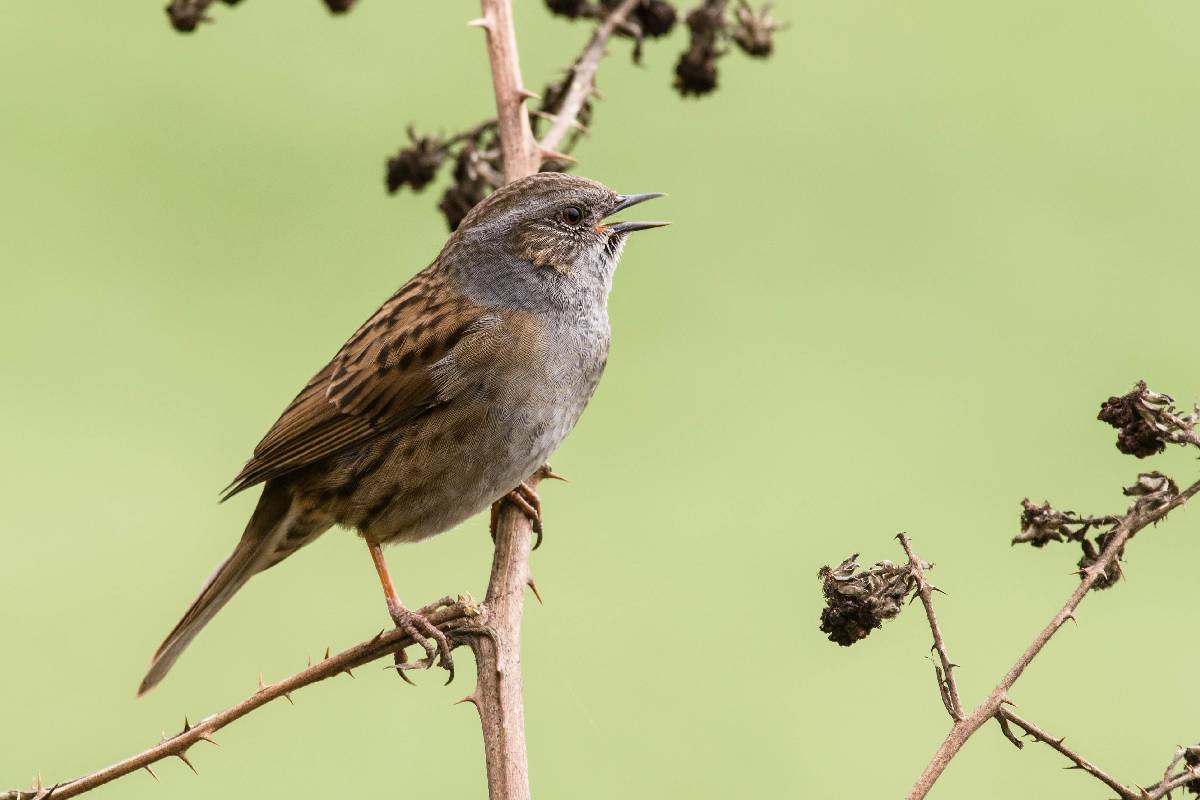 Heckenbraunelle (Prunella modularis), (c) Dirk Bend/naturgucker.de
