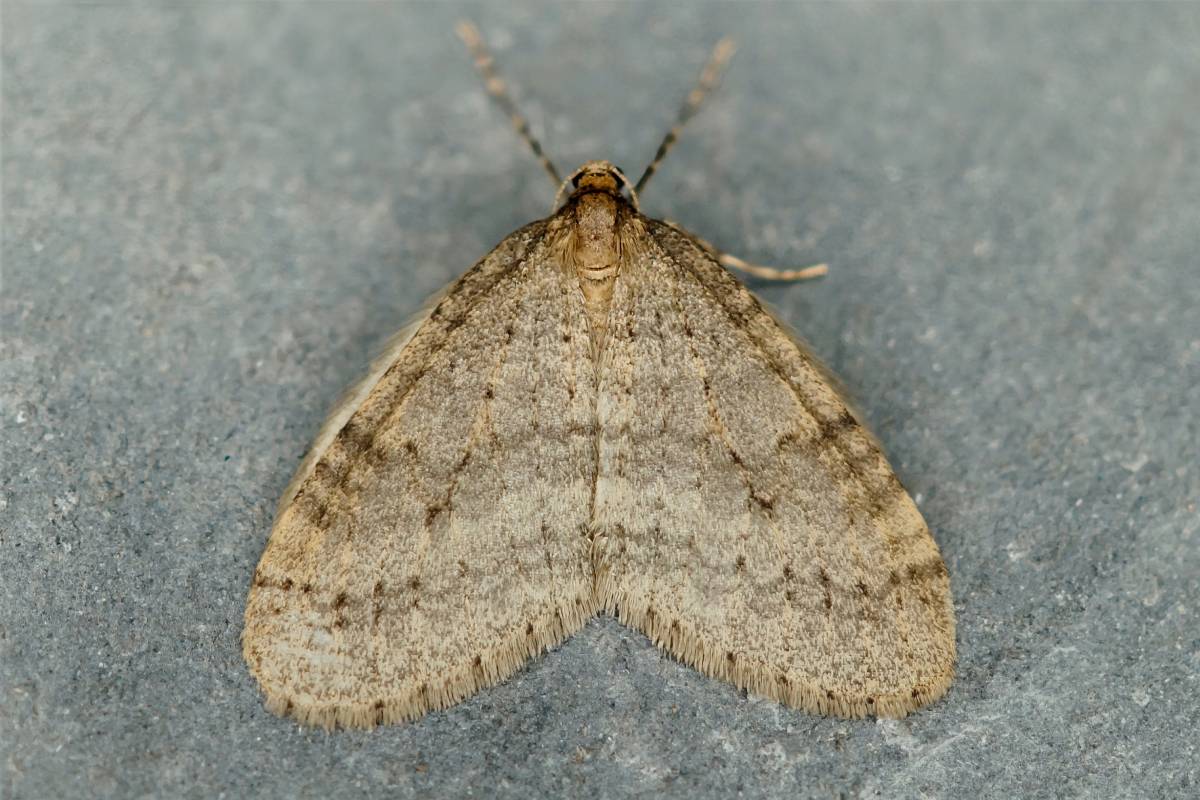 Männlicher Kleiner Frostspanner (Operophtera brumata), (c) Andreas Röcker/naturgucker.de