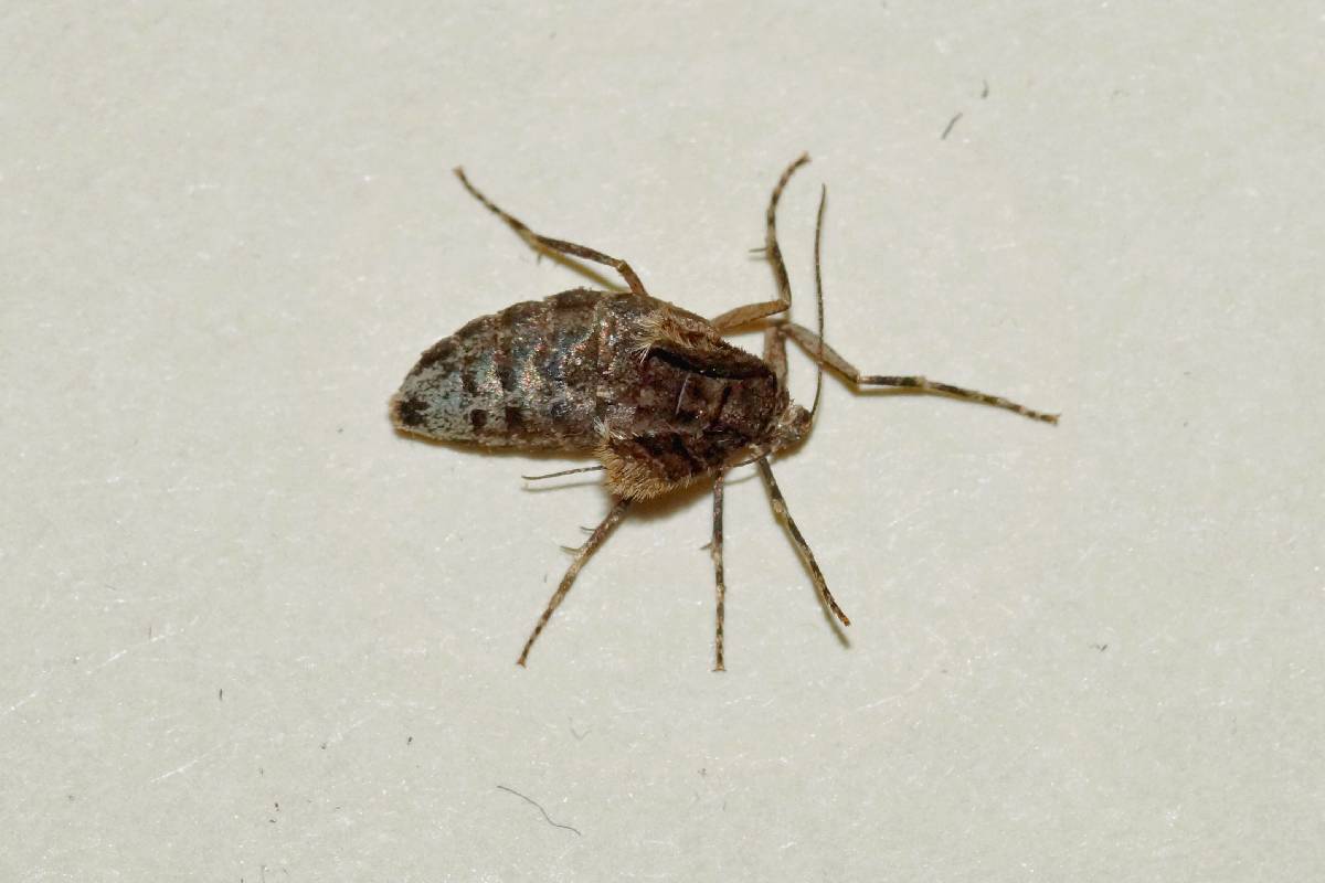 Weiblicher Kleiner Frostspanner (Operophtera brumata), (c) Gaby Schulemann-Maier/naturgucker.de