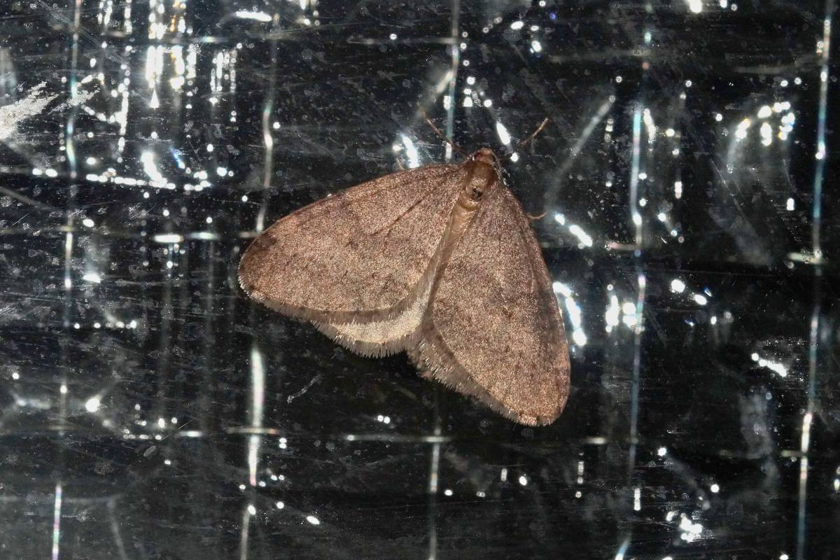 Männlicher Kleiner Frostspanner (Operophtera brumata), (c) Gaby Schulemann-Maier/naturgucker.de