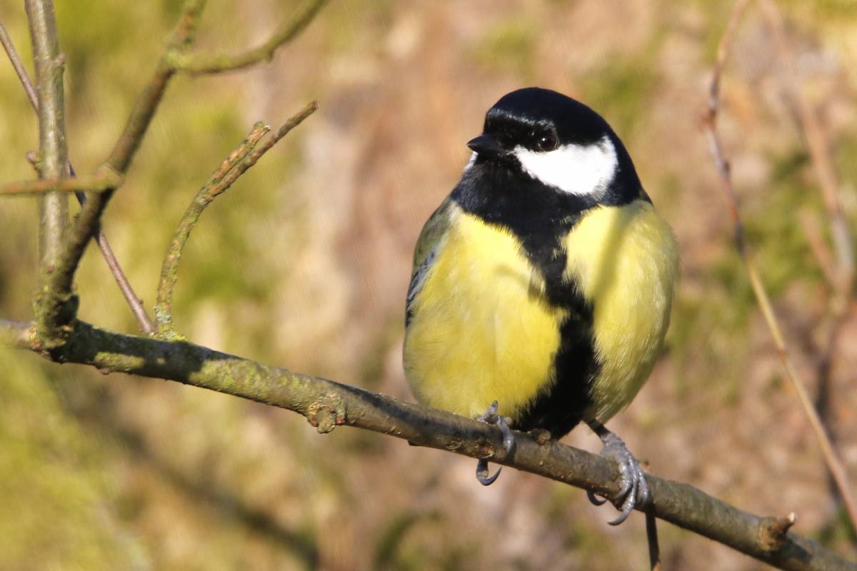 Männliche Kohlmeise (Parus major), (c) Armin Teichmann/naturgucker.de