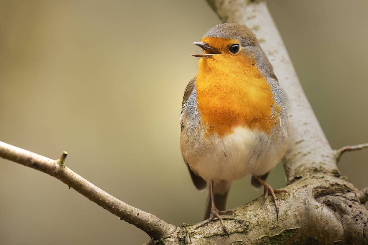 Rotkehlchen (Erithacus rubecula), (c) Frank Marquardt/naturgucker.de