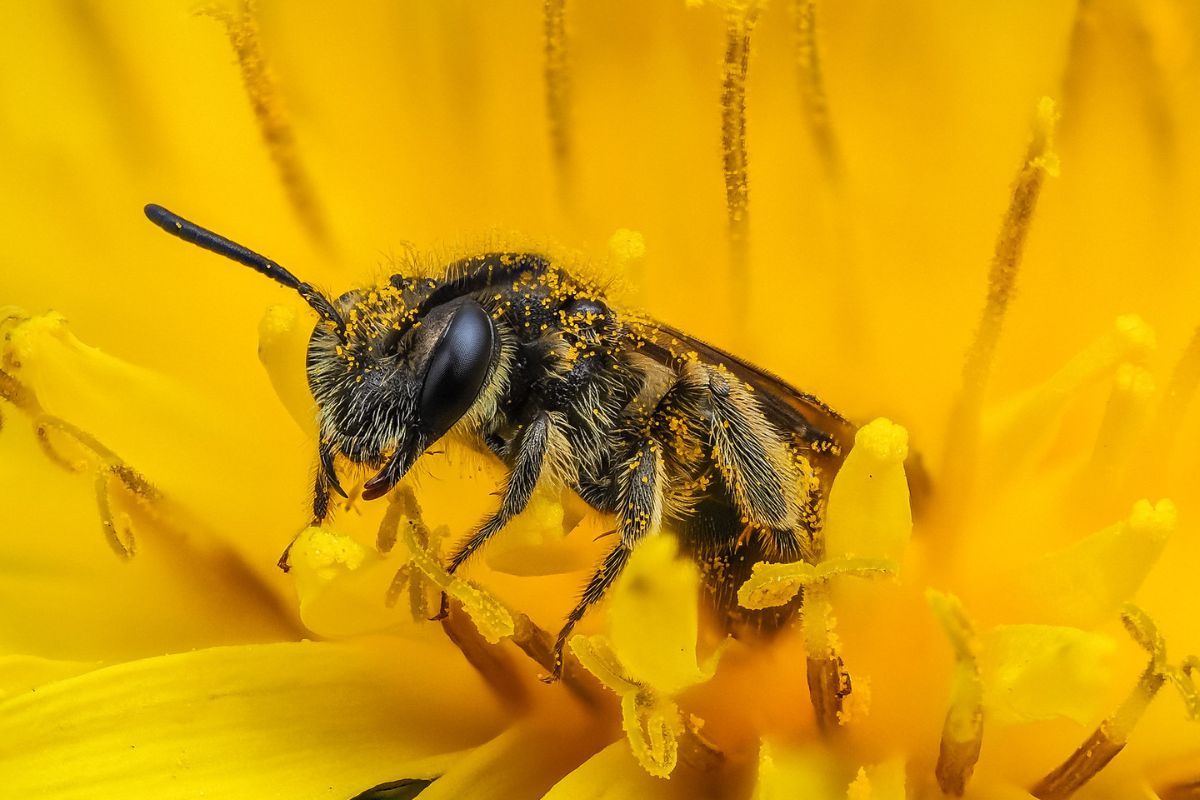 Pollenbedeckte Sandbiene (Andrena sp.), (c) Istvan und Sabine Palfi/NABU-naturgucker.de