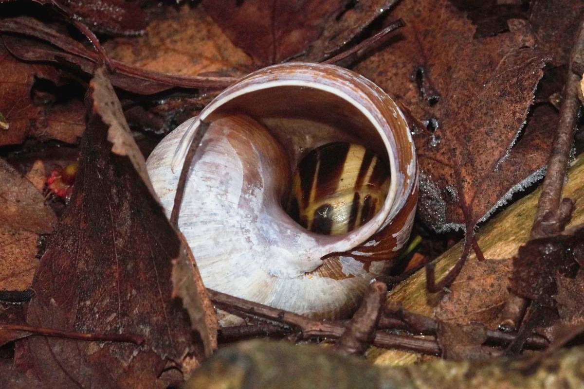 Schnirkelschnecke (Cepaea sp.) im Gehäuse einer Weinbergschnecke (Helix pomatia), (c) Gaby Schulemann-Maier/naturgucker.de