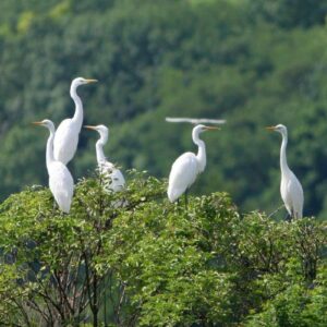 Eine Gruppe Silberreiher (Ardea alba), (c) Tunka Zdenek/LBV Bildarchiv
