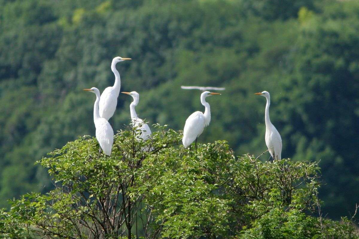 Eine Gruppe Silberreiher (Ardea alba), (c) Tunka Zdenek/LBV Bildarchiv