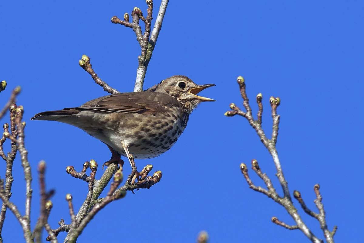 Singdrossel (Turdus philomelos), (c) Dirk Bend/naturgucker.de