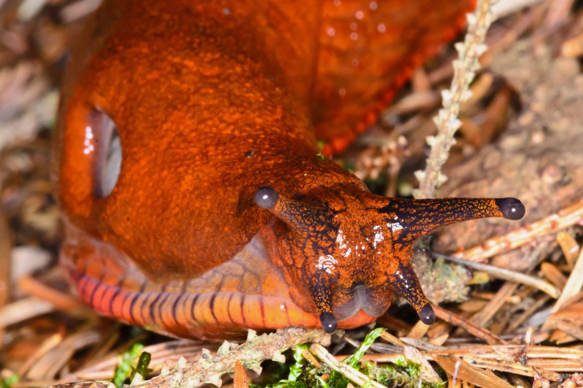 Spanische Wegschnecke (Arion vulgaris), (c) Simon Reiss/naturgucker.de