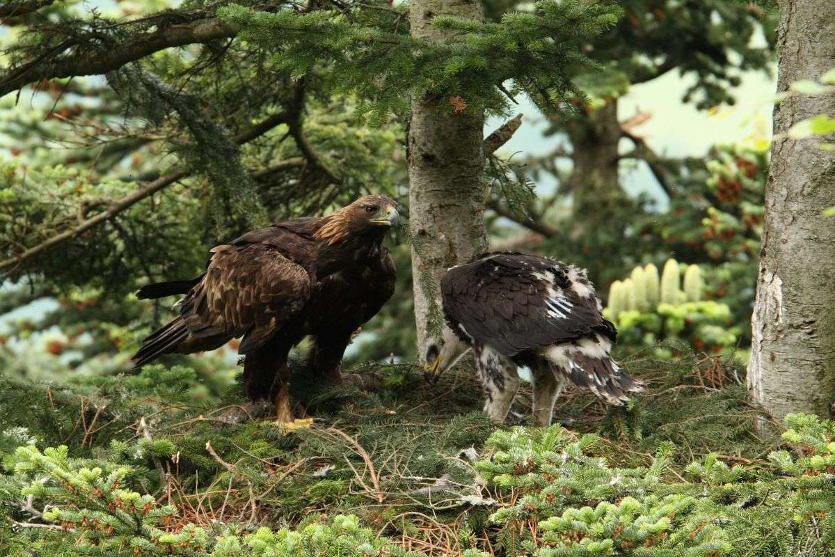 Steinadler (Aquila chrysaetos) auf ihrem Horst, (c) Vlado Trulík Steinadler (Aquila chrysaetos) auf ihrem Horst, (c) Vlado Trulík