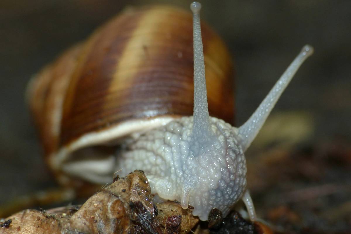 Weinbergschnecke (Helix pomatia), (c) Birgit Emig/naturgucker.de