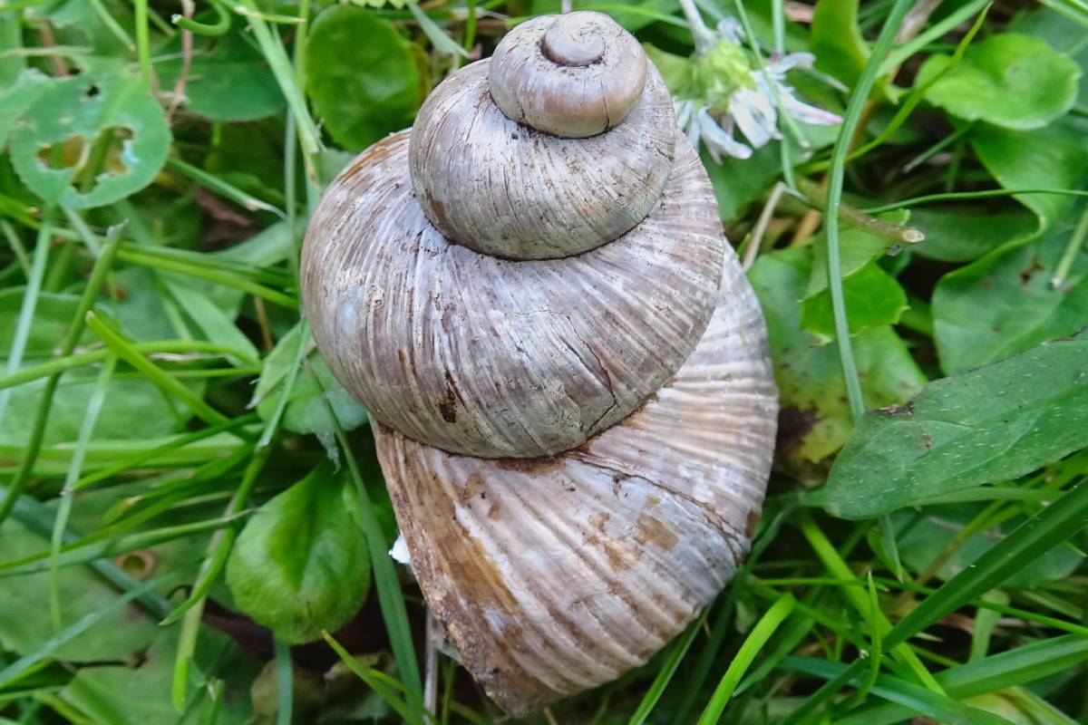 Weinbergschnecke (Helix pomatia) mit Treppenwuchs, (c) Karola Schmidtmann/naturgucker.de