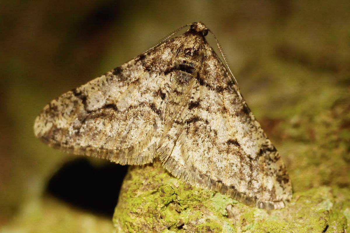Männlicher Weißgrauer Breitflügelspanner (Agriopis leucophaearia), (c) Brigitte Schmälter/naturgucker.de