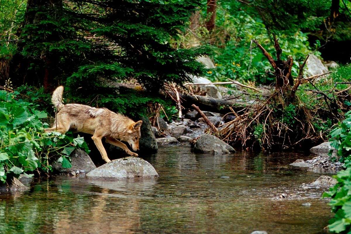 Wolf (Canis lupus) überquert einen Gebirgsbach, (c) Vlado Trulík Wolf (Canis lupus) überquert einen Gebirgsbach, (c) Vlado Trulík