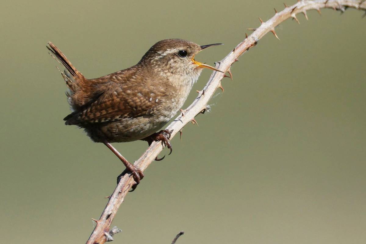 Zaunkönig (Troglodytes troglodytes), (c) Ulrich Köller/naturgucker.de