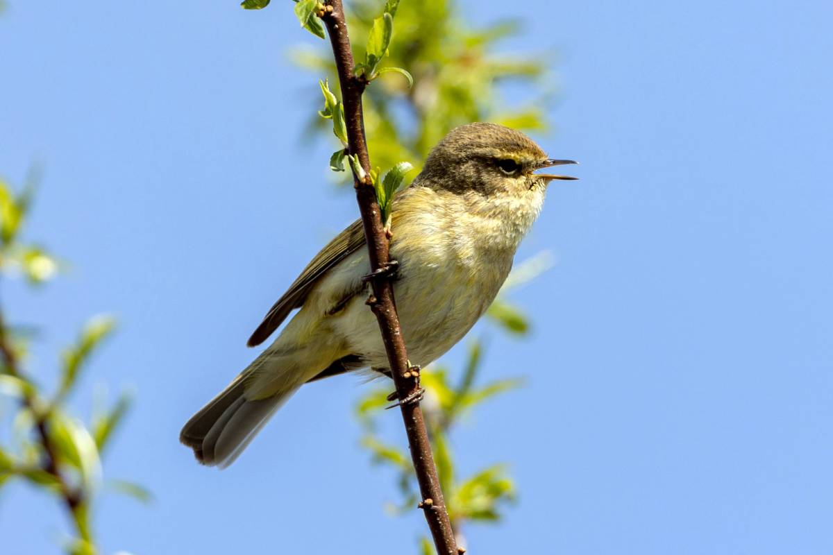 Zilpzalp (Phylloscopus collybita), (c) Franz Rothenhäusler/naturgucker.de