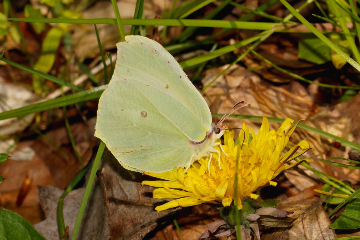 Weiblicher Zitronenfalter (Gonepteryx rhamni), (c) Gaby Schulemann-Maier/naturgucker.de