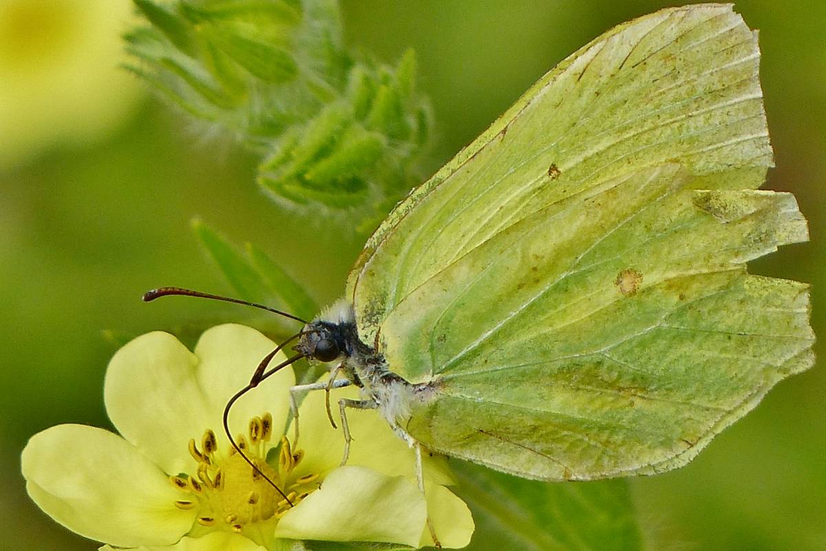 Zitronenfalter (Gonepteryx rhamni), (c) Irene Freese/naturgucker.de