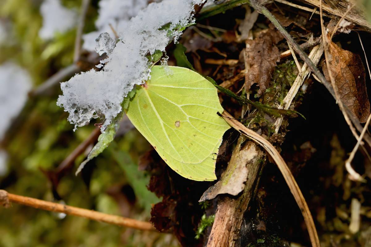 Zitronenfalter (Gonepteryx rhamni), (c) Karin Meier/naturgucker.de