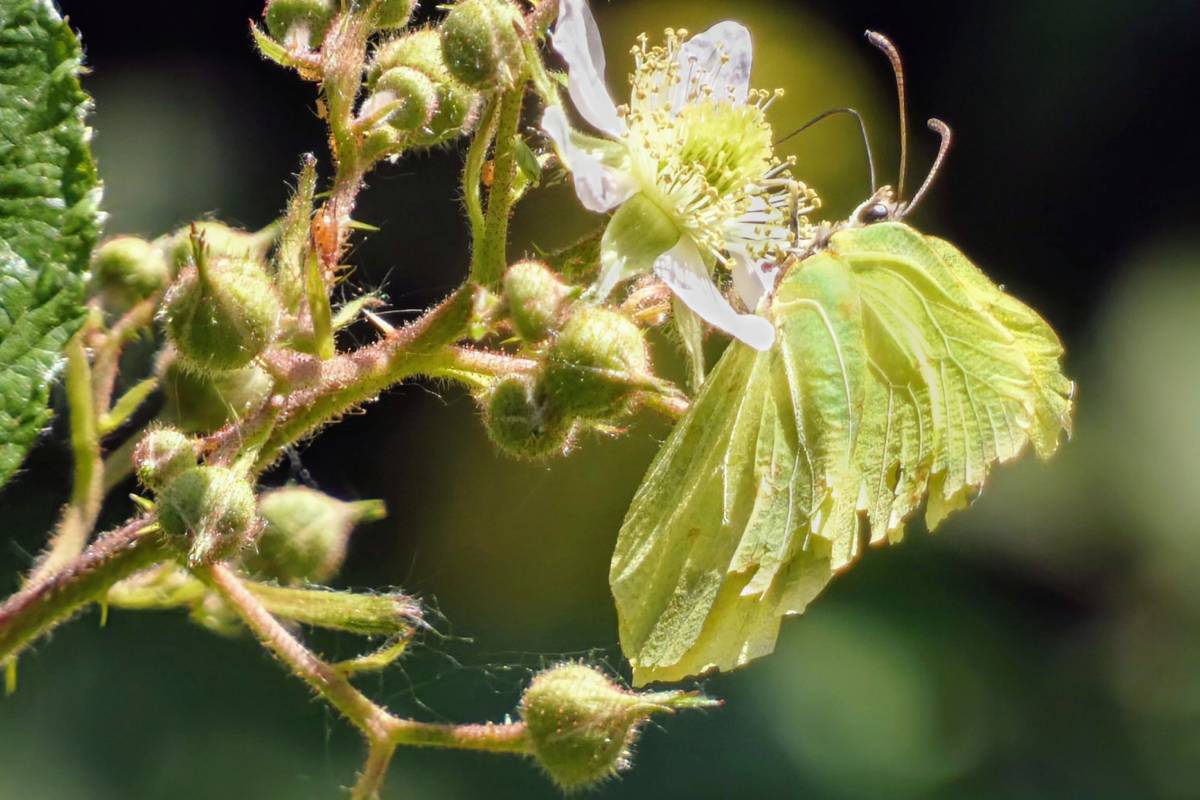 Zitronenfalter (Gonepteryx rhamni), (c) Lothar Fassnacht/naturgucker.de