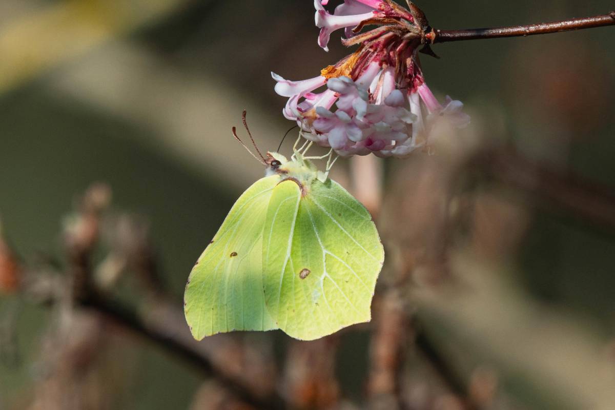 Zitronenfalter (Gonepteryx rhamni), (c) Ulrich Sach/naturgucker.de