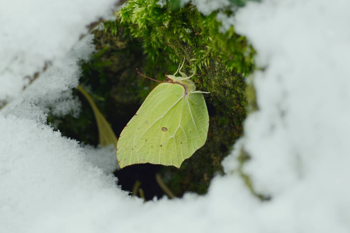 Zitronenfalter (Gonepteryx rhamni), (c) Werner Bartsch/naturgucker.de