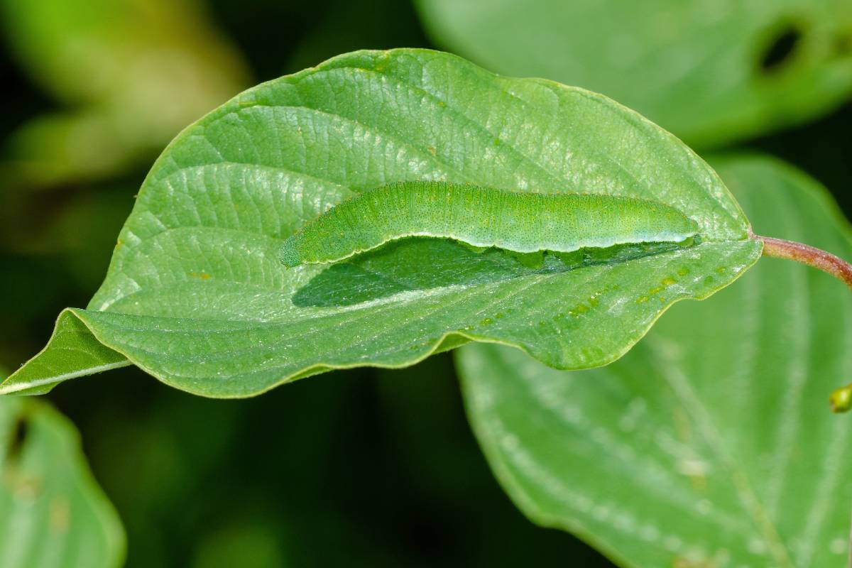 Raupe des Zitronenfalters (Gonepteryx rhamni), (c) Wolfgang Piepers/naturgucker.de