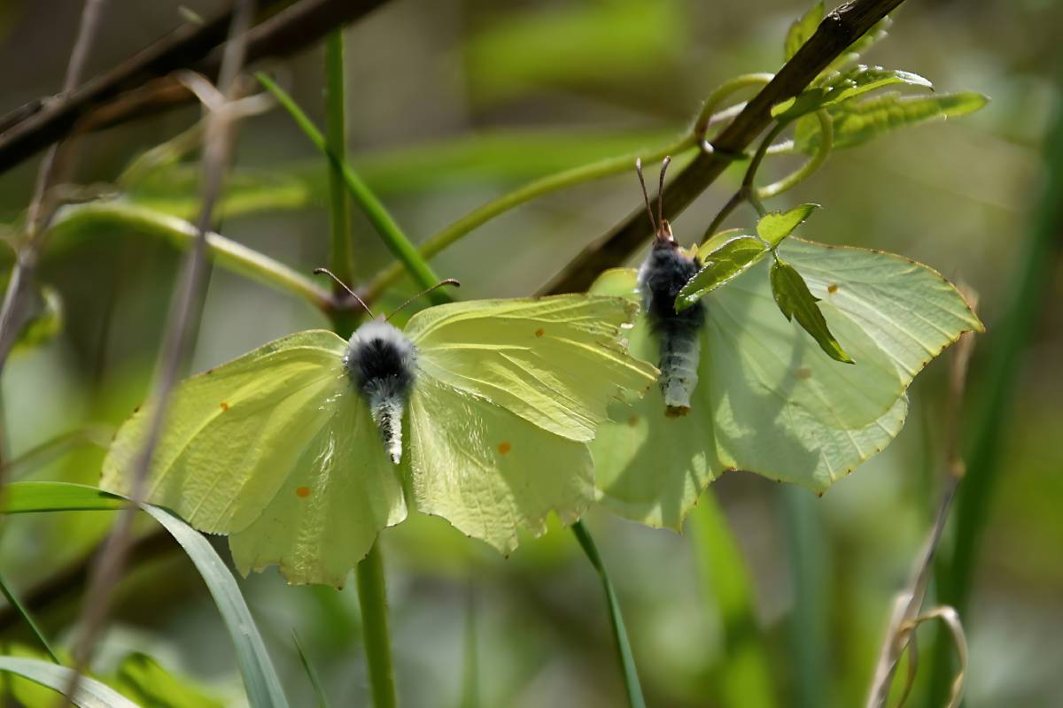 Zitronenfalter (Gonepteryx rhamni), (c) Karin Meier/naturgucker.de