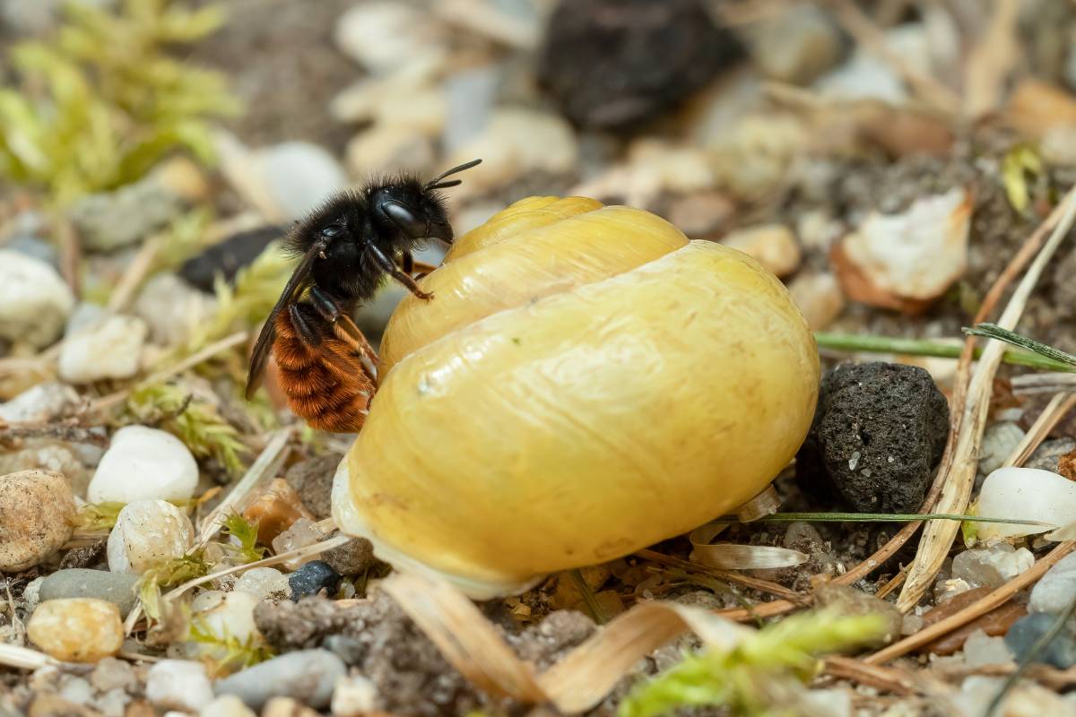 Zweifarbige Schneckenhaus-Mauerbiene (Osmia bicolor), (c) Stephanie Rübenach/naturgucker.de