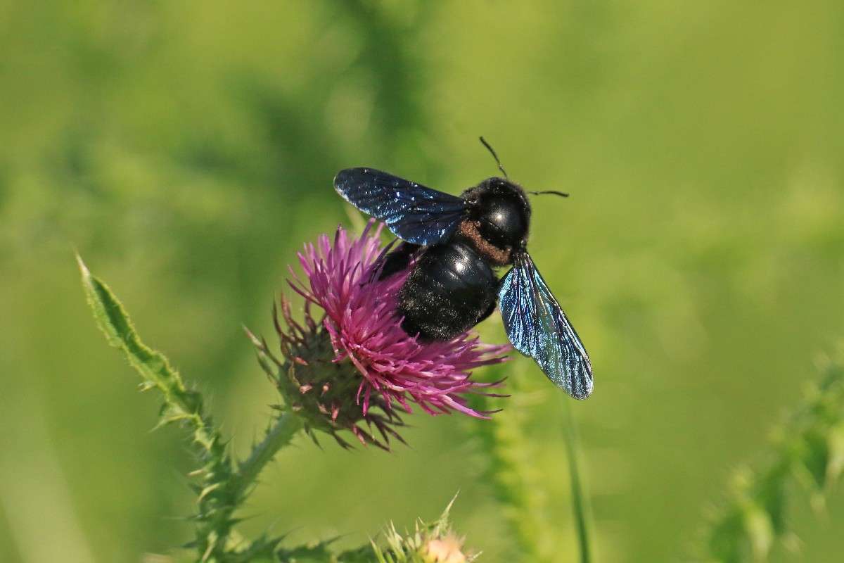 Blauschwarze Holzbiene (Xylocopa violacea), (c) Helene Germer/NABU-naturgucker.de Blauschwarze Holzbiene (Xylocopa violacea), (c) Helene Germer/NABU-naturgucker.de