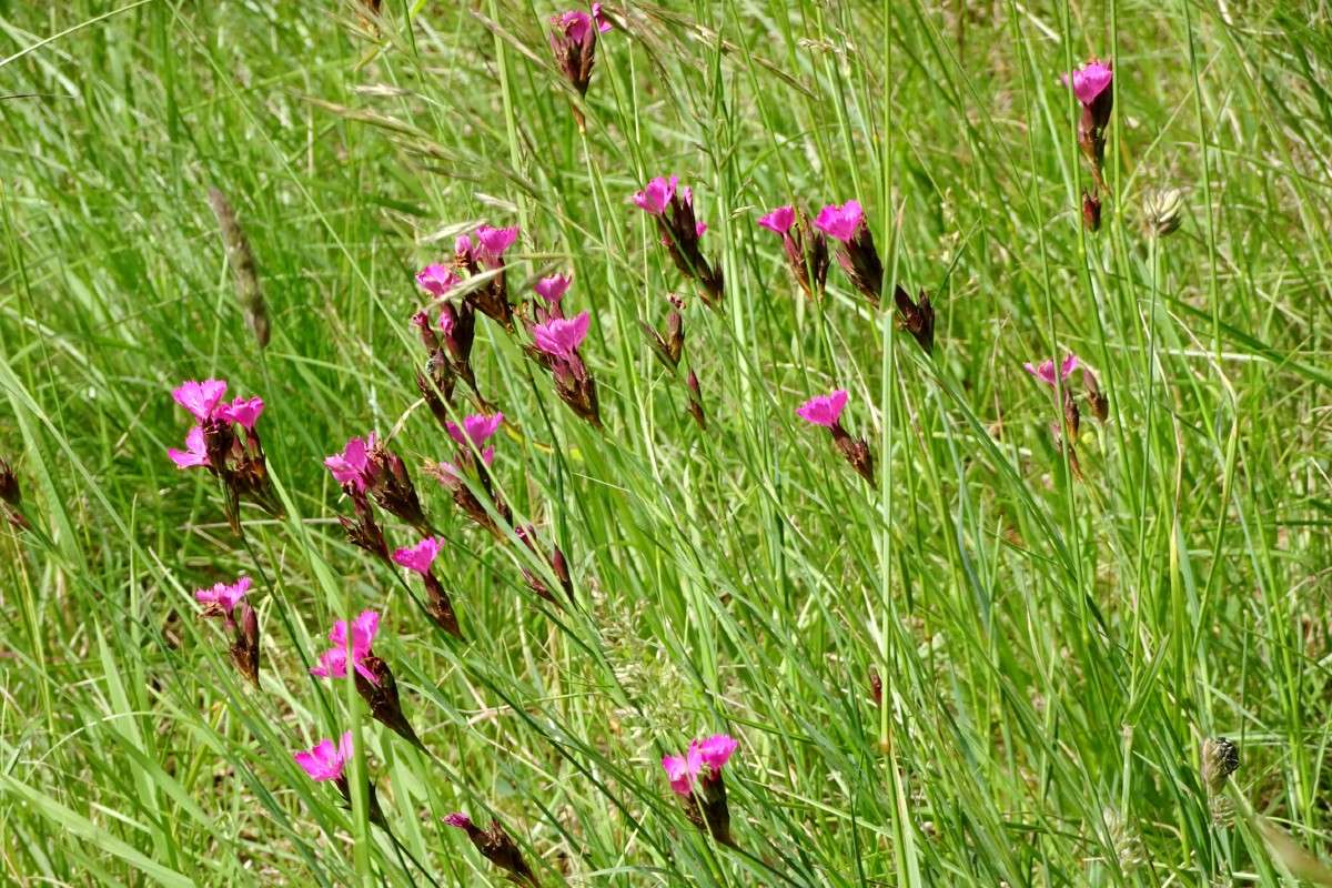 Kartäuser-Nelke (Dianthus carthusianorum), (c) Barbara Rüdenauer/NABU-naturgucker.de Kartäuser-Nelke (Dianthus carthusianorum), (c) Barbara Rüdenauer/NABU-naturgucker.de