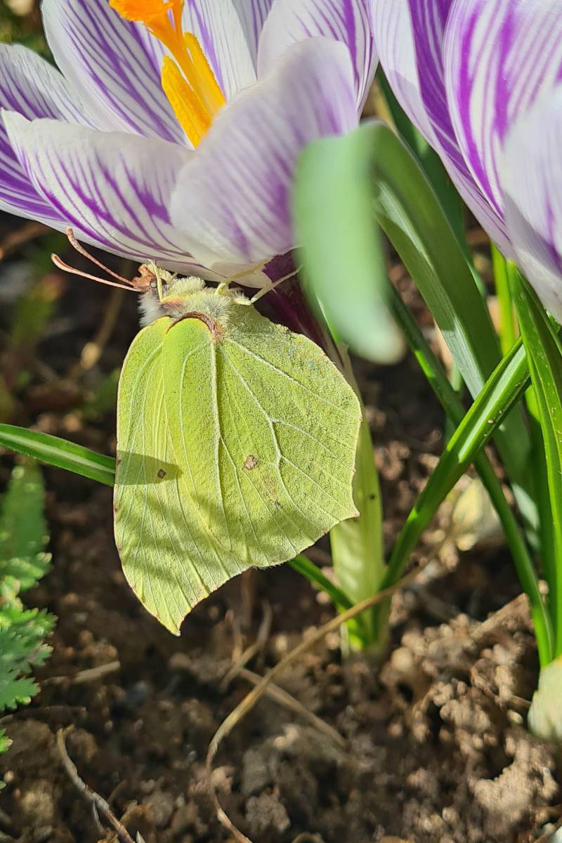 Zitronenfalter (Gonepteryx rhamni), (c) Silvia Volkmar/naturgucker.de