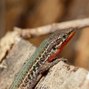 Adriatische Mauereidechse (Podarcis melisellensis), (c) Ursula Spolders/NABU-naturgucker.de Adriatische Mauereidechse (Podarcis melisellensis), (c) Ursula Spolders/NABU-naturgucker.de