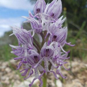Affen-Knabenkraut (Orchis simia), (c) Gerhard Koch/NABU-naturgucker.de Affen-Knabenkraut (Orchis simia), (c) Gerhard Koch/NABU-naturgucker.de