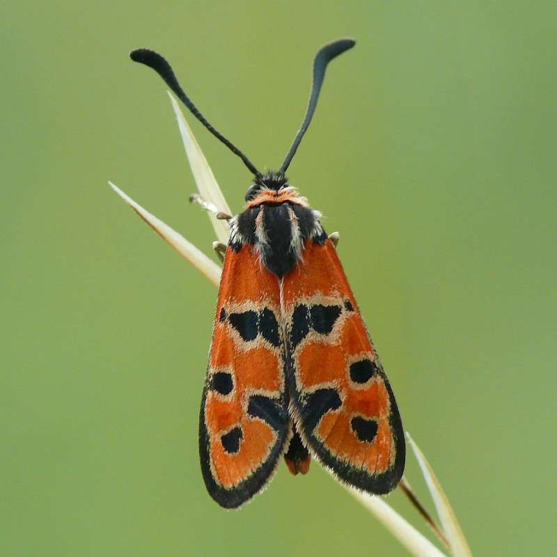 Bergkronwicken-Widderchen (Zygaena fausta), (c) Herbert Fuchs/NABU-naturgucker.de Bergkronwicken-Widderchen (Zygaena fausta), (c) Herbert Fuchs/NABU-naturgucker.de