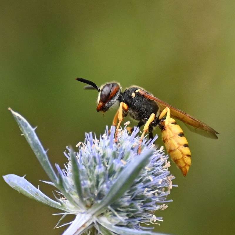 Bienenwolf (Philanthus triangulum), (c) Christine Lattke/NABU-naturgucker.de Bienenwolf (Philanthus triangulum), (c) Christine Lattke/NABU-naturgucker.de